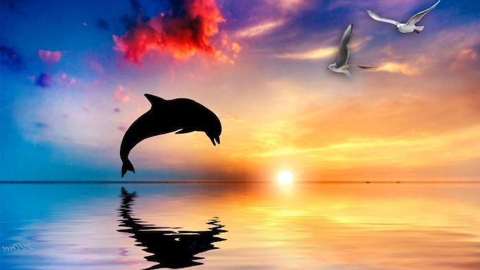 immagine da favola con un delfino nero che salta, nuvole rosa, un tramonto e due uccelli volanti bianchi