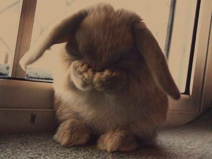 liūdna tapetai čia-A-mažai liūdna-Bunny