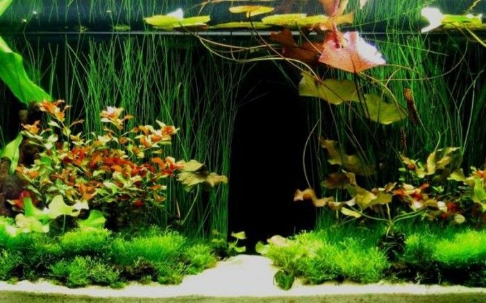 deco-akvárium navrhnutý tropický akvárium-device-tropický les-aquarium-