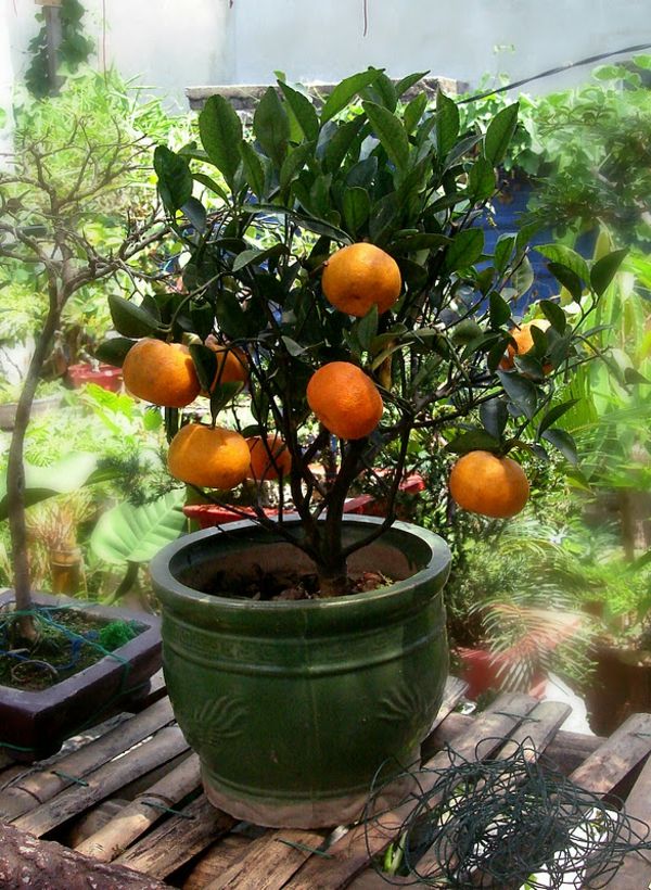 tropinių-pflnazen-mažas-mandarino-in-puodo