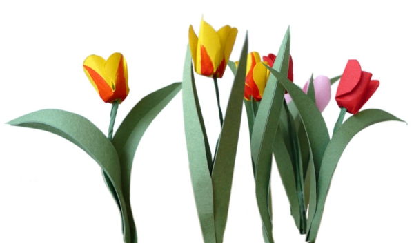 tulipa-funileiro-branco-fundo - está ótimo