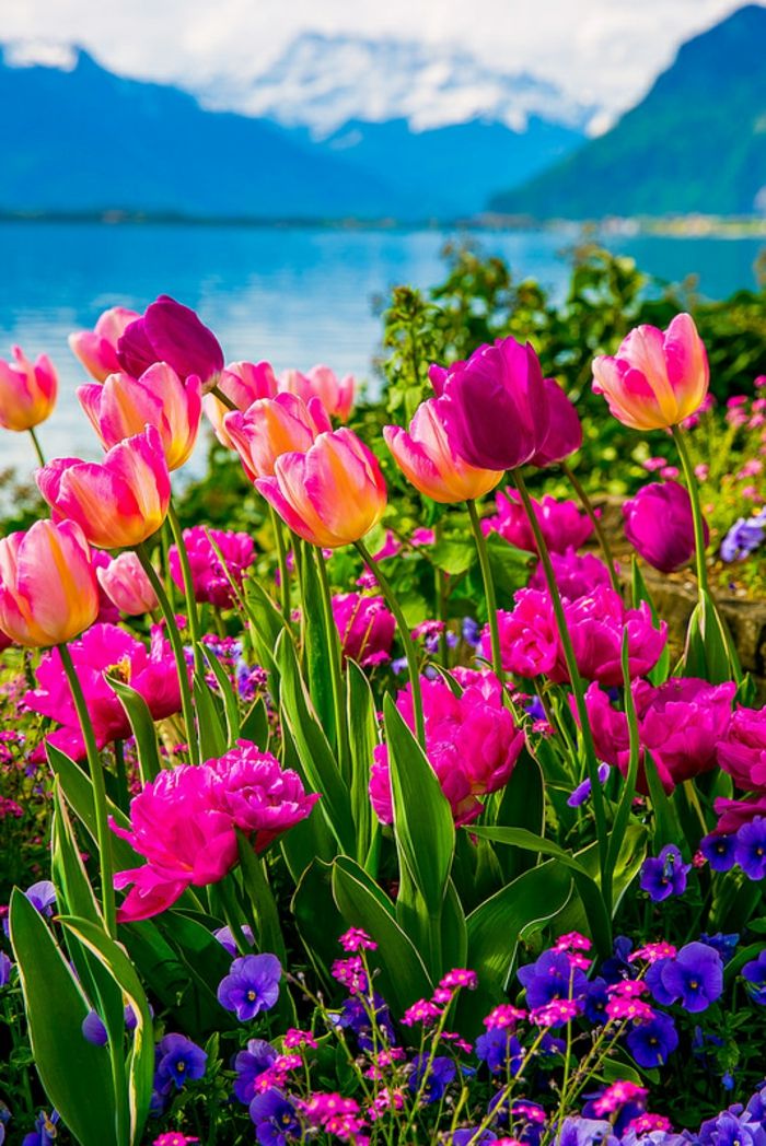 barvni tulipani in vijolice, jezero in gore v ozadju, čudovite pokrajine, ki se počutijo narave