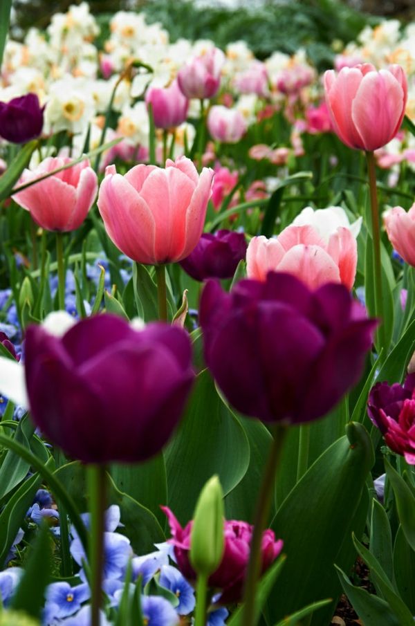tulipas-planta-a tulipa-compra-tulipa-tulipa-in-amsterdam-tulipa papel de parede