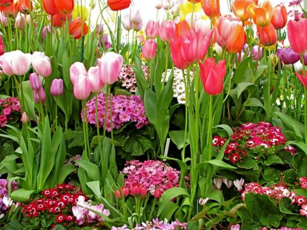 tulipaner-plante-fra-Amsterdam-tulipaner-tulipan tulip-