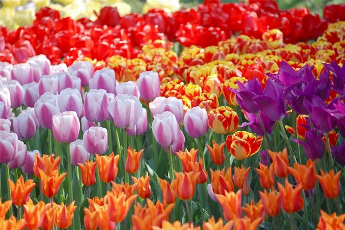 Tulipena polja na Nizozemskem, tulipani v različnih odtenkih, rdeče, vijolične, rožnate, rumene, čudovite pokrajine