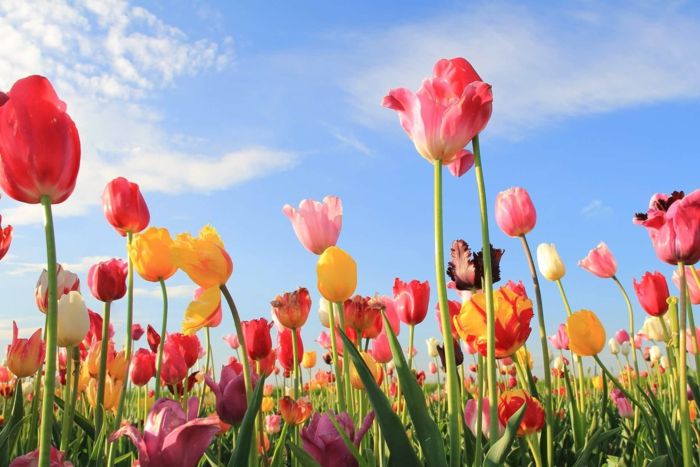 Tulipanska polja na Nizozemskem, številne, barvite tulipani, ki čutijo naravo in uživajo, čudovite pokrajine