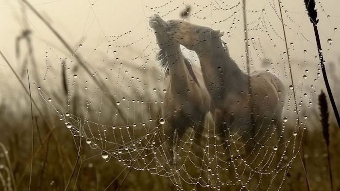 Hier is een foto met een gras en een spinnenweb, twee bruine wilde paarden met een zwarte manen, paardensekselen en een paardenfoto