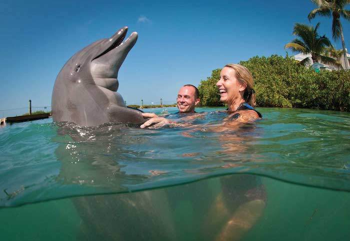 En ung kvinna och en ung man simmar tillsammans med en stor grå delfin i ett hav med ett grönt, rent och rent vatten - simma på templet delfiner