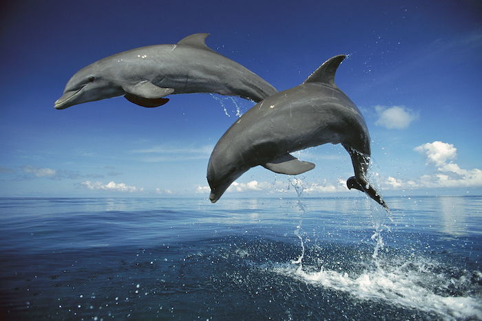 Aici sunt doi delfini gri care sar peste mare cu o imagine albastra de apa cu delfinii si cu un cer albastru si nori albi