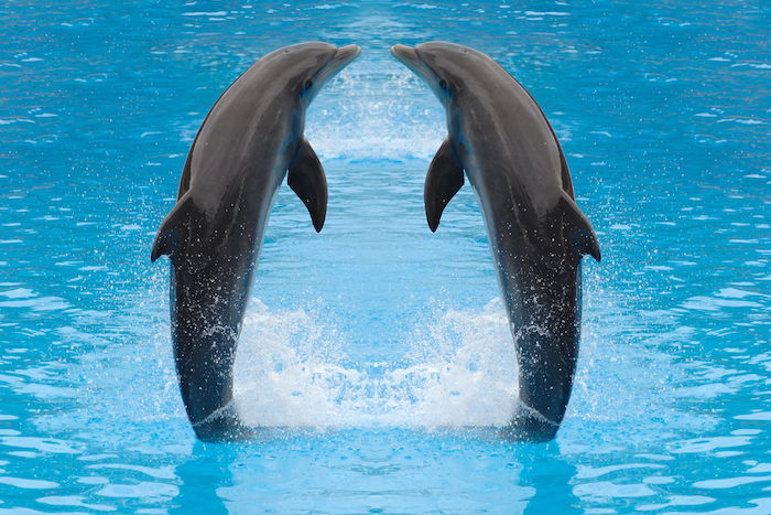 Här hittar du en bild med två grå delfiner i en pool med ett klart blått vatten som kysser varandra