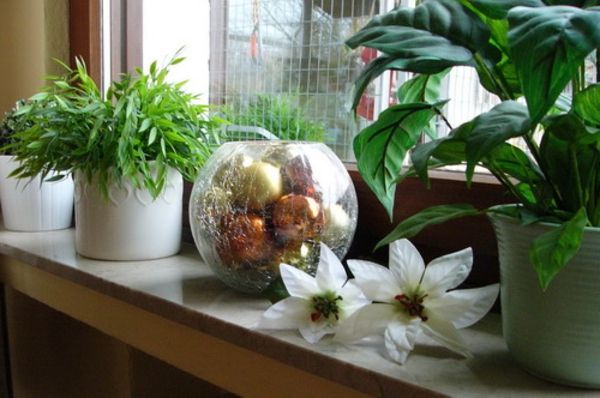 ponaredek-rastlina-by-a-imerrgrünes oknu
