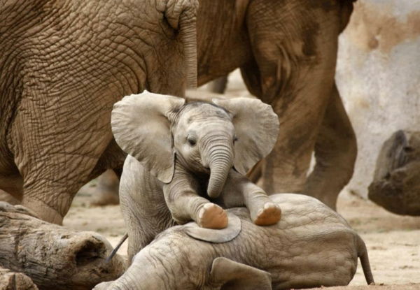 inanılmaz foto-bebek-fil