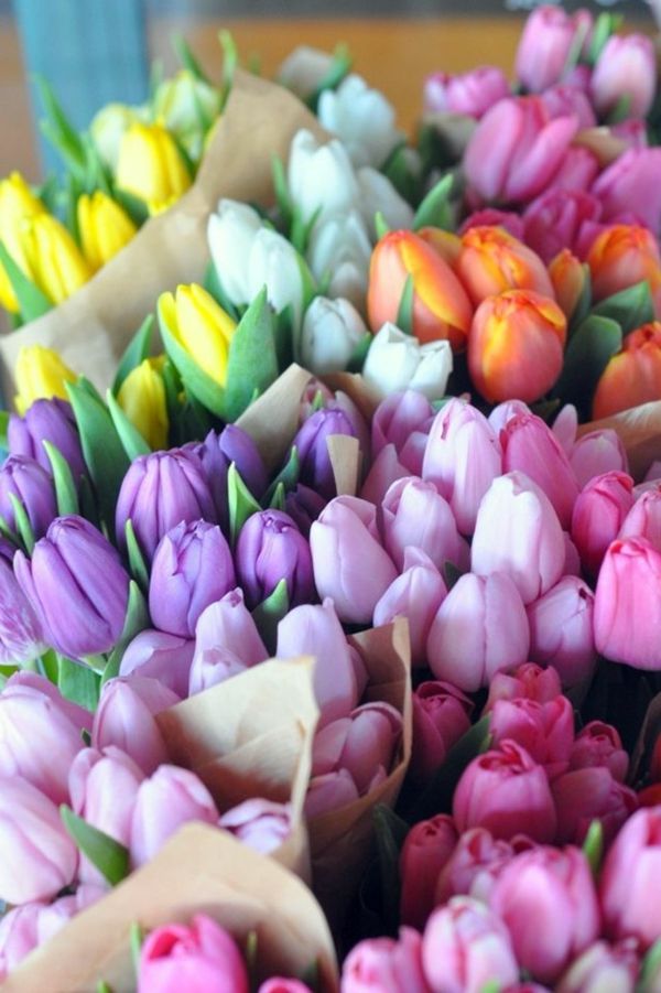 Colorido único - tulipa de plantação-the-tulipa de tulipa