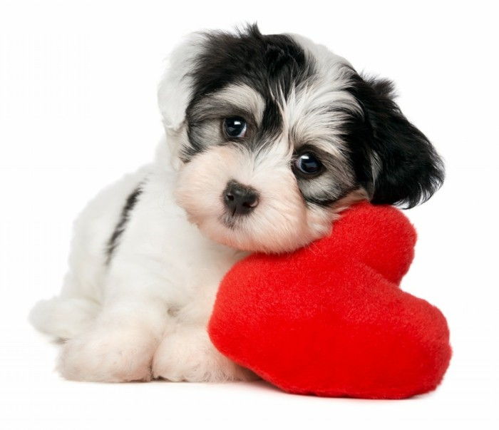 Unique Valentine ozadje lepo, mali pes
