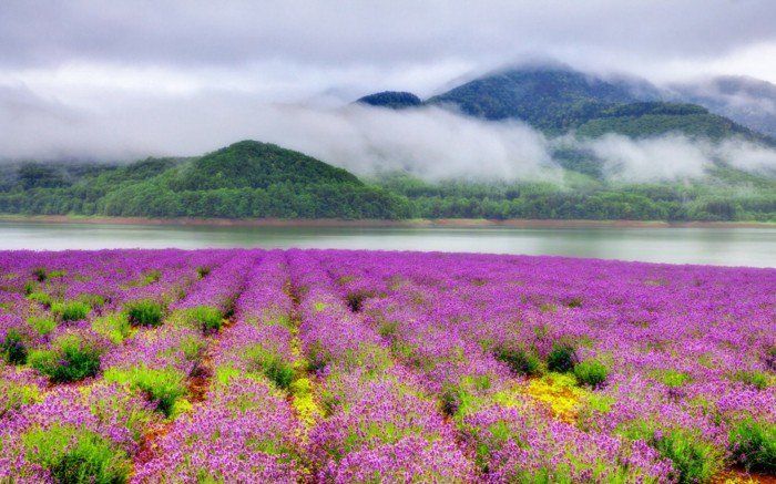 unikales Foto Forest bergen Mist Field med lila blommor