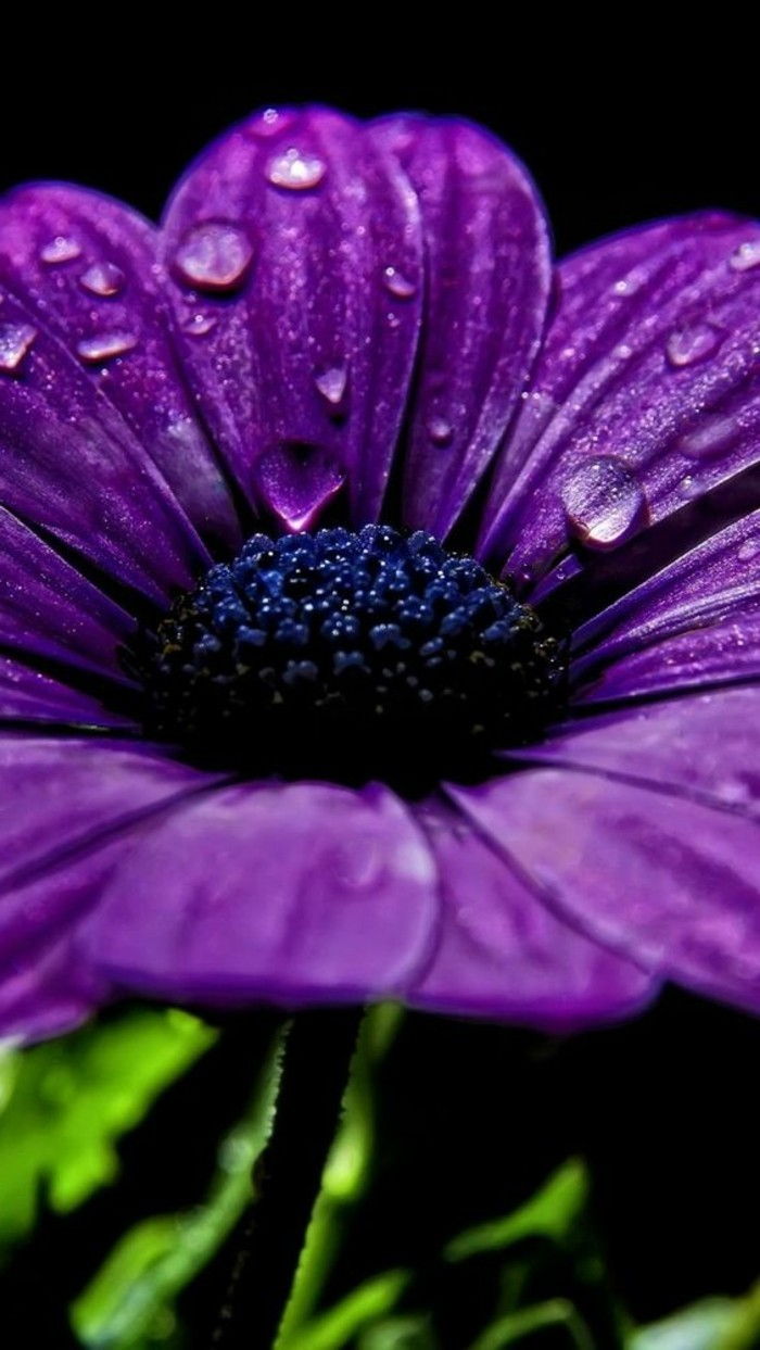 unikales Fotografie de flori violet-cu-picăturile de ploaie-on-the-sheets