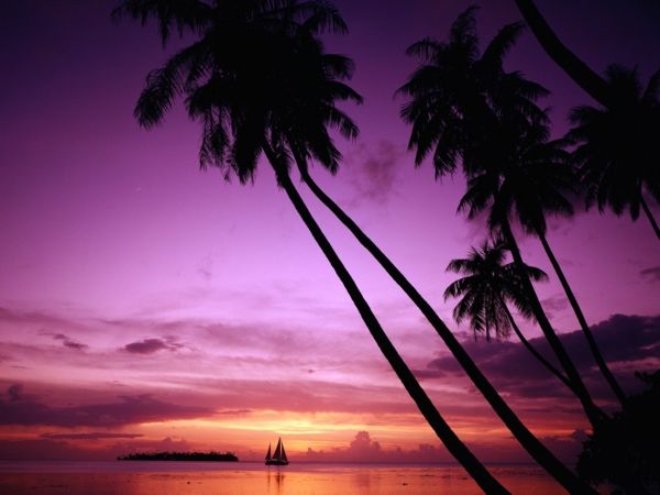 Palm atostogos-in-prancūzų Polynesia-