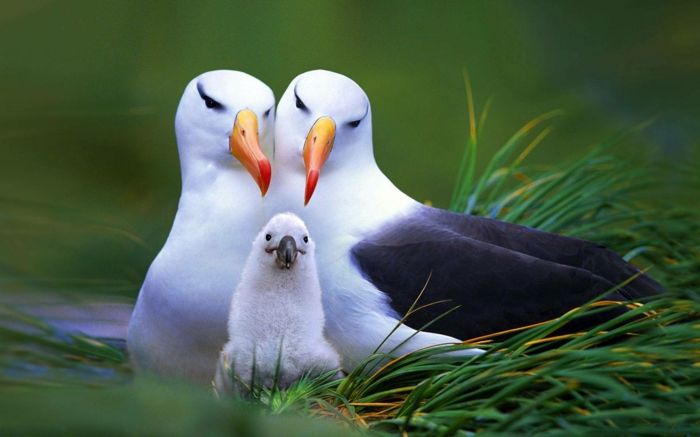 Rodičia so svojim dieťaťom, spoznajú život vtákov, krásne obrázky roztomilých zvierat