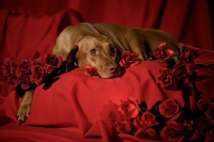 valentines bakgrunns en-hund-på-rød-farge