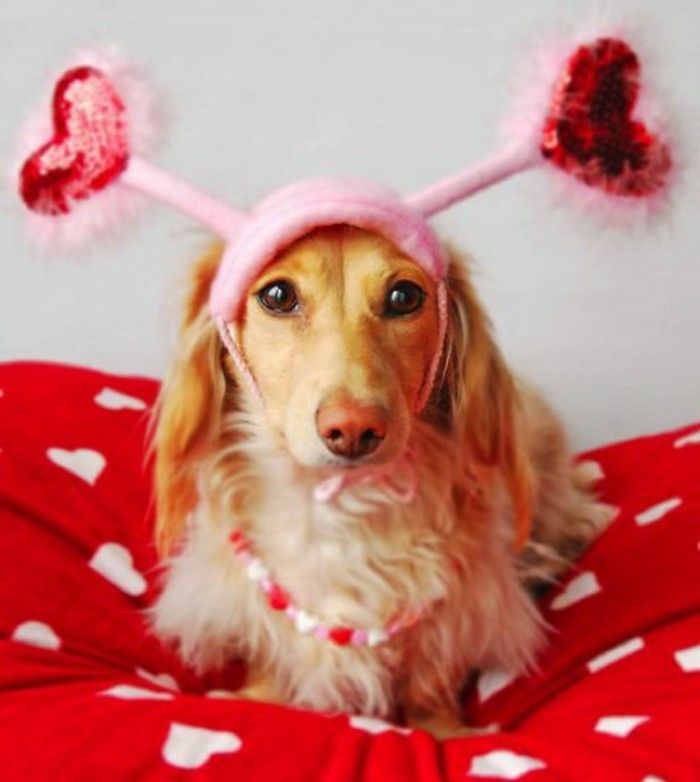valentines tapet big-vakre-hund-med-en-morsomme-hat