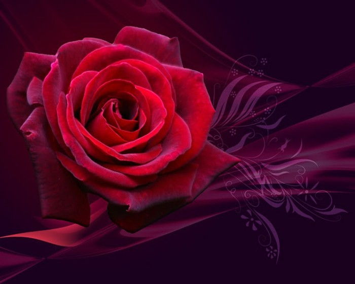 Valentines tapet ilustrare interesantă de roșu-Rose-foarte-romantic