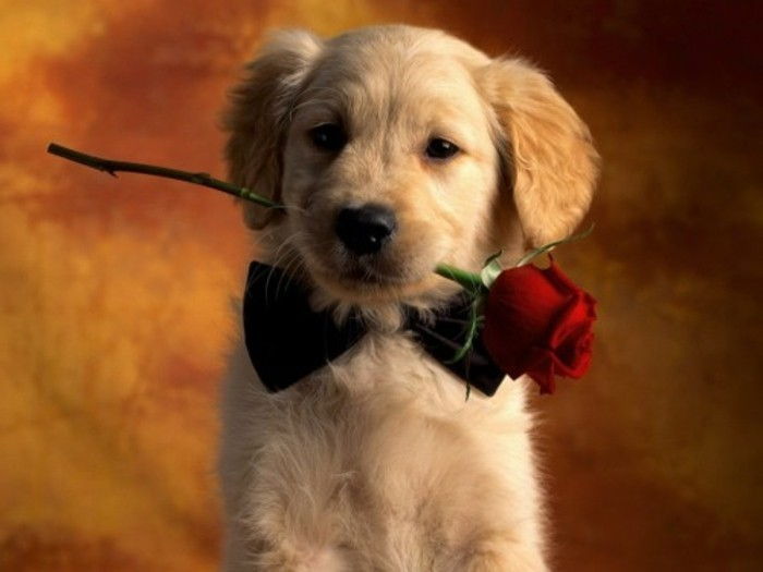 valentines tapet sweet-hund-med-en-rose-i-munn