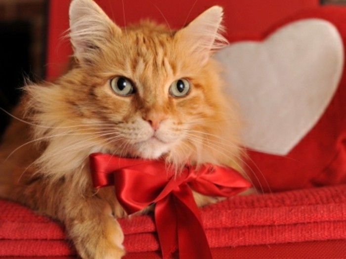 valentines tapet veldig-fint-cat-a-hvitt-hjerte-bak