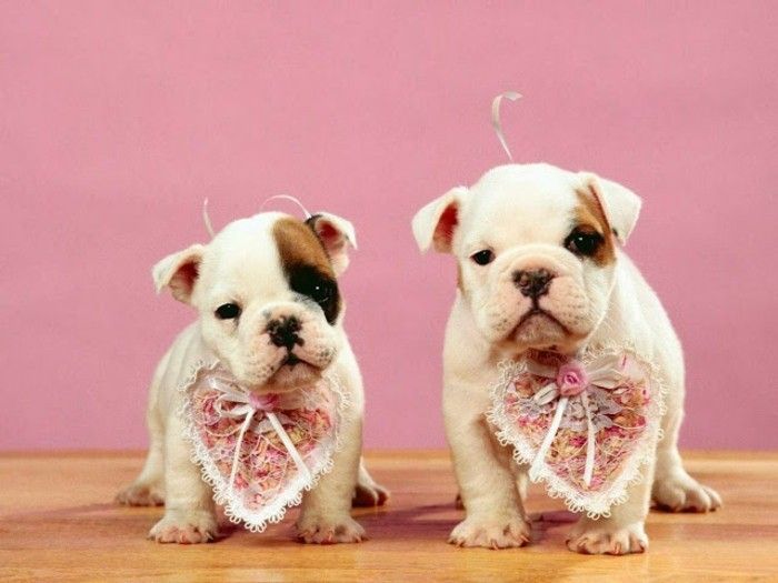 Valentines tapet super-drăguț-dog-roz de fundal