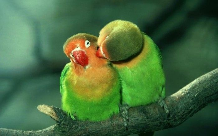Valentines tapet doi-papagali-in-verde-culoare