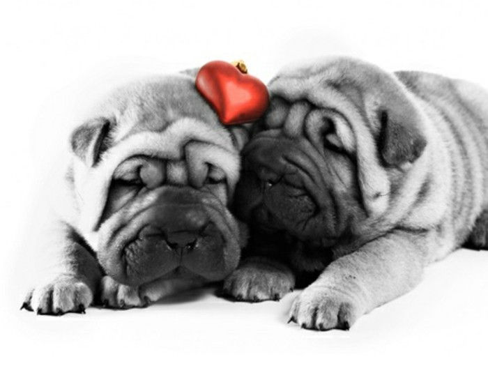 Valentines tapet două frumoase gri-dog