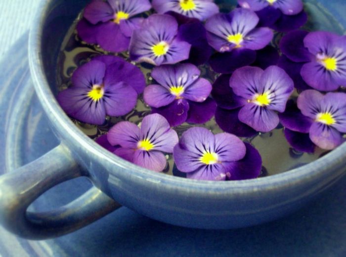 Violet v porcelan skodelico, ozadje za ljubitelje cvetlice, ki se počutijo narave