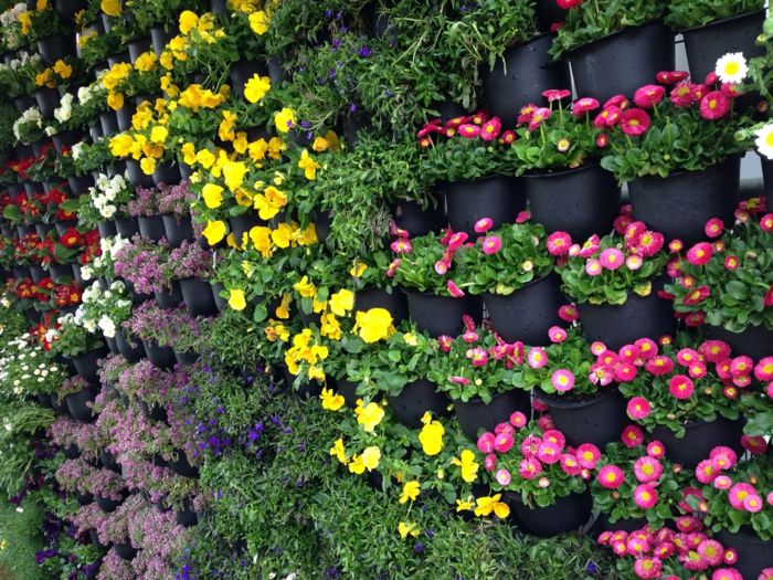 barvita cvetja v posebni steni za vertikalne rastline - tako lepa