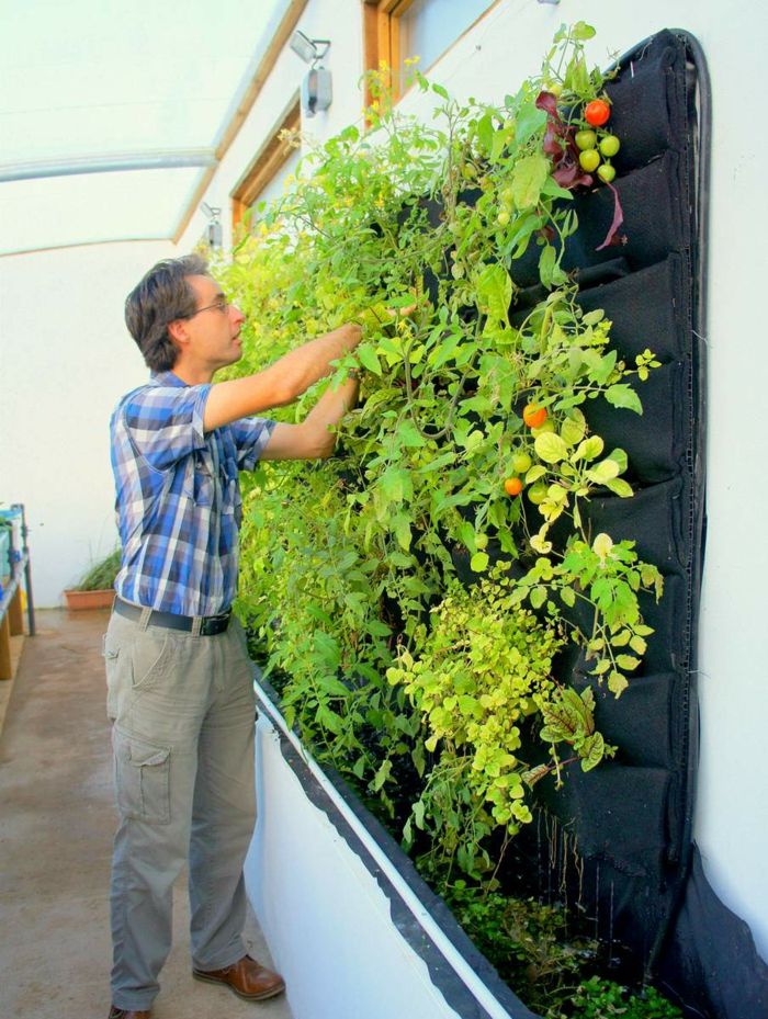 kako uporabne vertikalne rastline - paradižnik in paprika
