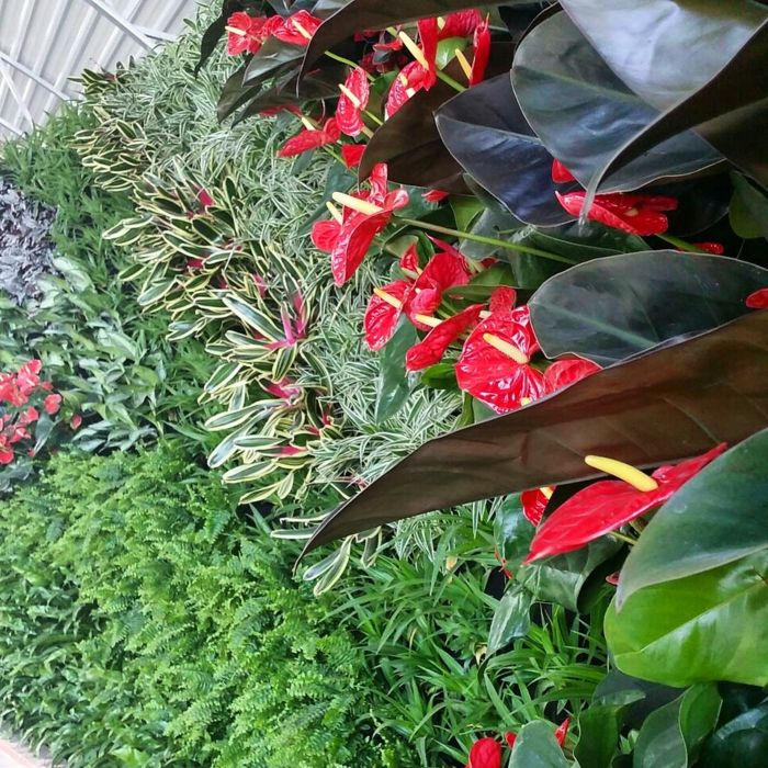 rdeče cvetice z velikimi listi in okrasnimi grmovnicami - sami zgradite posaditev