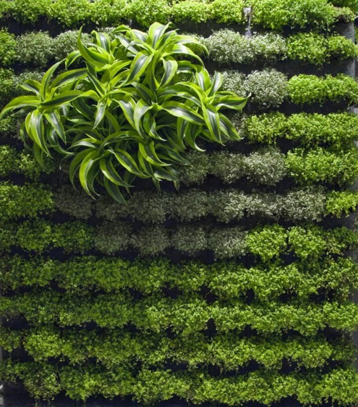 zgraditi akcent dekorativnih rastlin - samega rastlinskega zidu