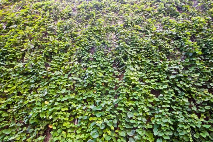 navpični vrt - stena polna zelenih listov, visi na žicah v geometrijskih oblikah