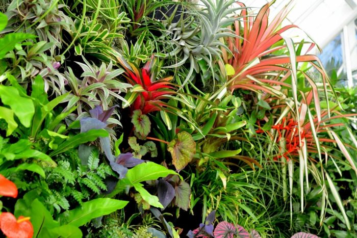 navpični vrt z rdečimi in modrimi eksotičnimi rastlinami z različnimi listi