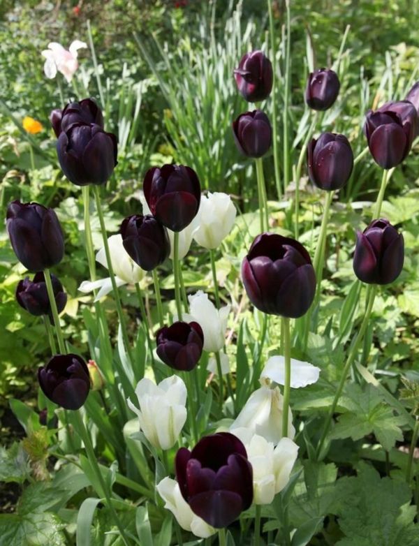 many-nádherný vyzerajúci čierno-bielo-tulipány