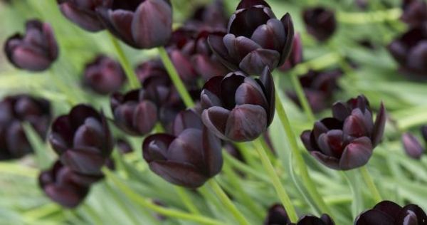 mnogi-slavno delujoči črno-tulipanov
