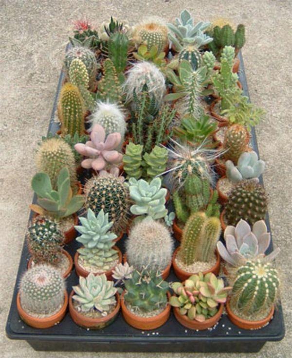 veel mooie cactussoorten - klein en schattig uitziend