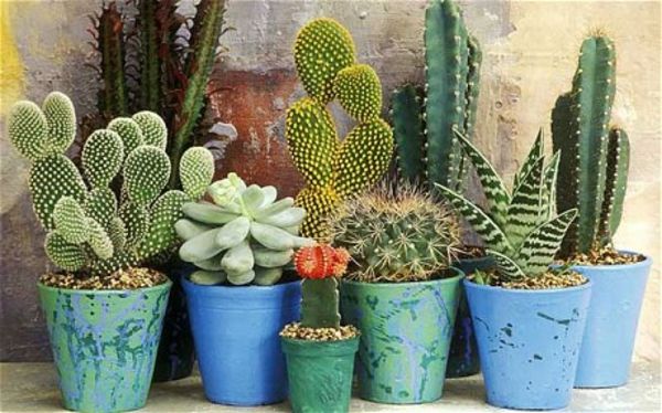 many-different-cactus-soorten
