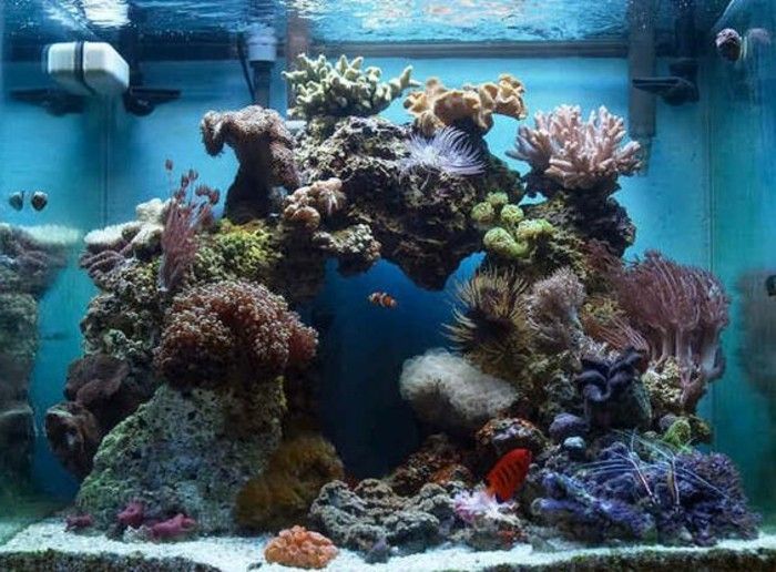 štvorcových akvárium-for-rýb-stones-morských rias, koralov-modro-voda akvárium-set