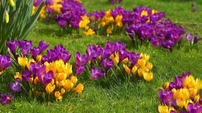 vijolične in rumene kroke, eno najlepših spomladanskih cvetov, spomladansko razpoloženje