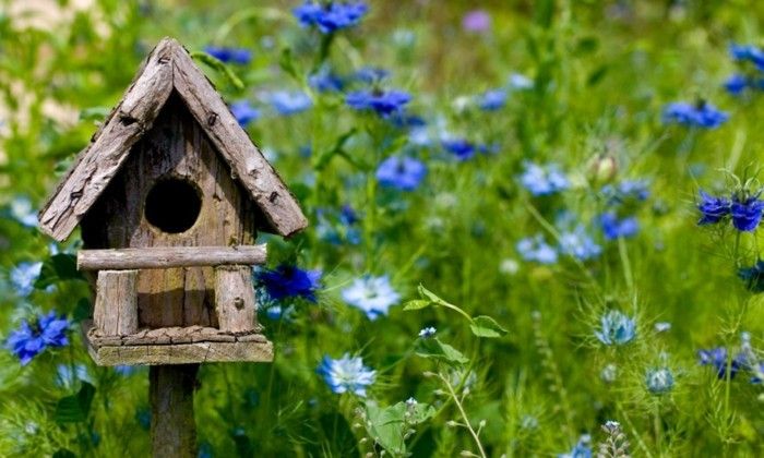 birdseed casa propriu-build-un-frumos-pasăre casa proprie construi