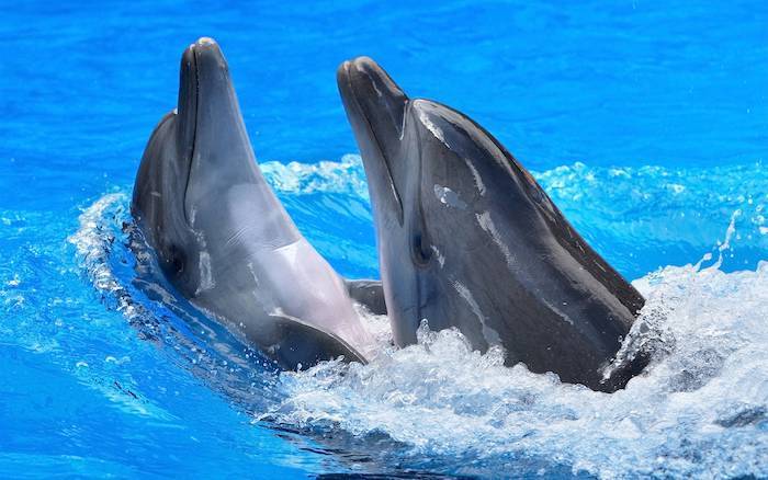 Due grandi delfini grigi che nuotano insieme in una piscina con acqua blu cristallina - dai un'occhiata alle nostre foto dei delfini, che potrebbero piacerti