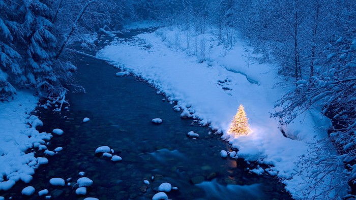 o pădure cu copaci și un brad și un râu noaptea - imagini frumoase de iarnă