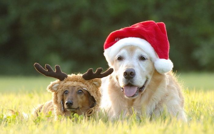 Imagini de Crăciun - doi câini cu pălării amuzante precum Moș Crăciun și reni