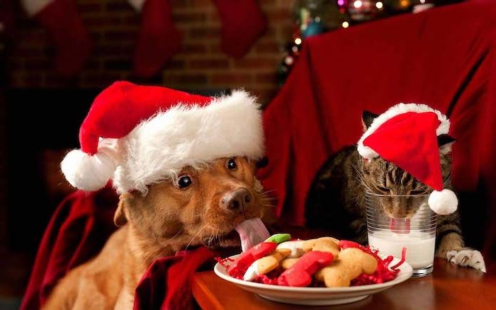 Santa bisküvileri yemiş ve süt sarhoş - kedi ve köpek - Noel fotoğrafları