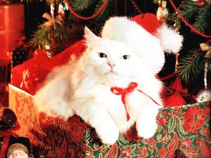 Noel Baba şapkası bir hediye ile sevimli bir beyaz kedi - komik Noel selamlar