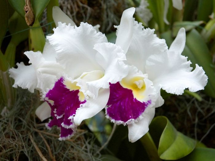 white-Orhideen specii-violet-galben